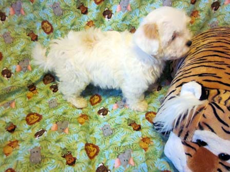 black-and-whtie-female-havanese-puppy-found-home-from-utah-to-arizona